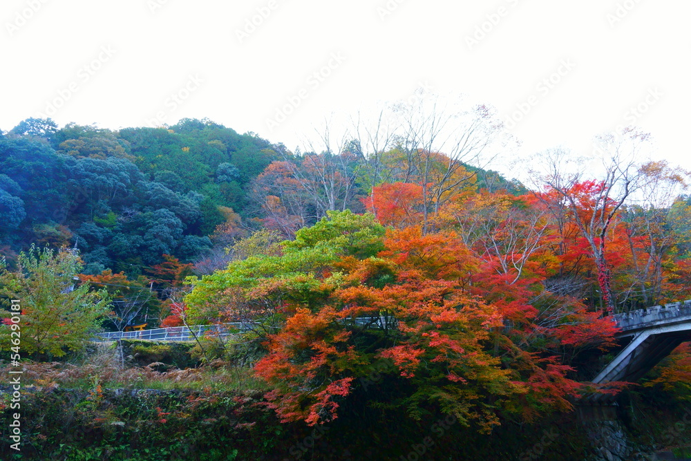 京都の清滝の紅葉