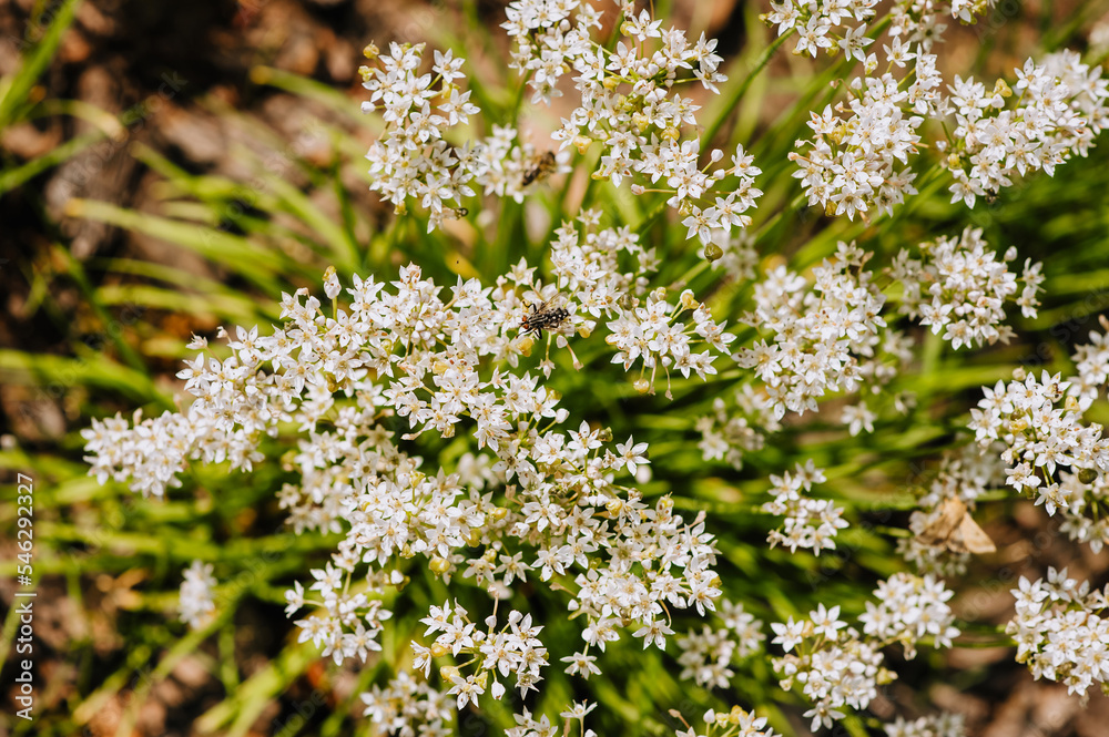 A fly, an insect sits on a blooming flower of a green high-flowering onion in nature in a garden. A fly, an insect sits on a blooming flower of a green high-flowering onion in nature in a garden.