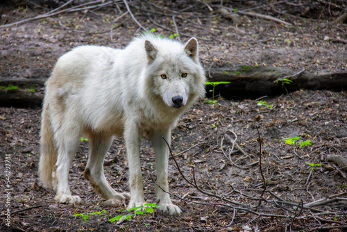 Arctic wolf. Canis lupus arctos.