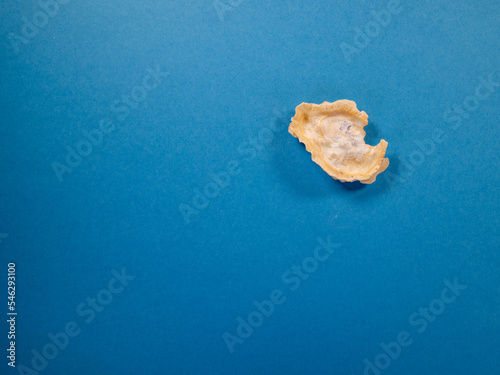 close up of the under side of a single tropical sea shell isolated on a dark blue background