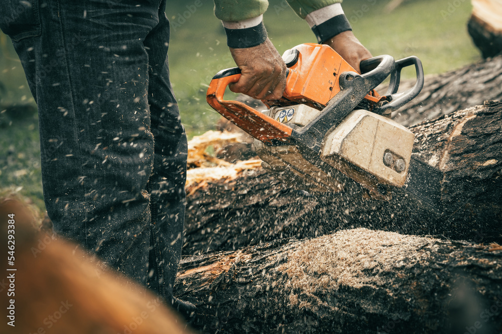 Lumberjack cut down tree with a chainsaw and chipped into wood pile. Man with the chainsaw working on hard labor wood cutting work. Close up to wood cutting. Lumberjack cut down tree with a chainsaw and chipped into wood pile. Man with the chainsaw working on hard labor wood cutting work. Close up to wood cutting.