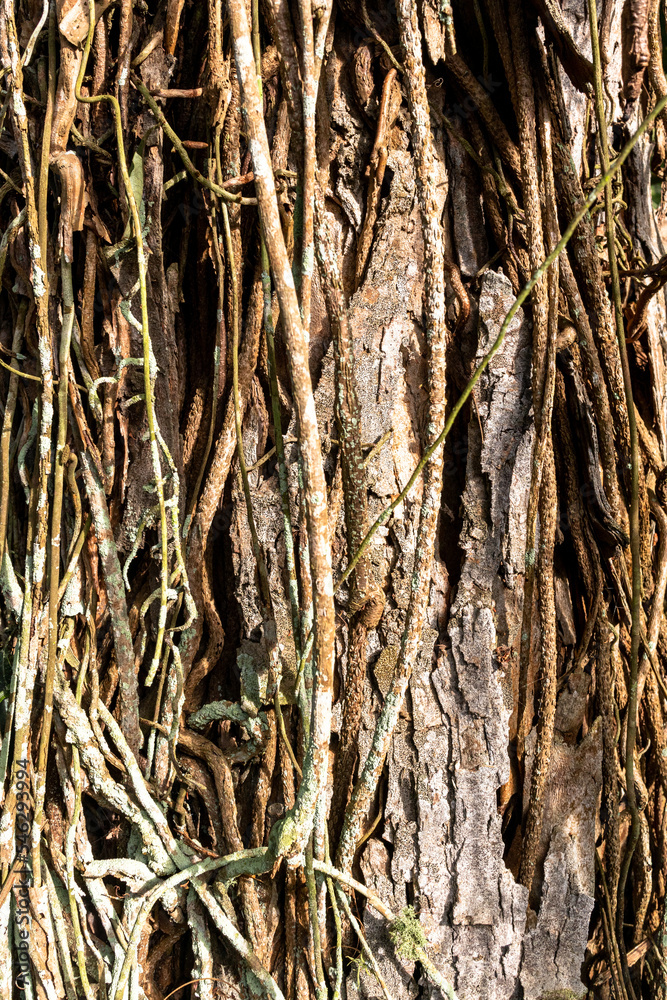 Bush rope hanging over big tree trunk Bush rope hanging over big tree trunk