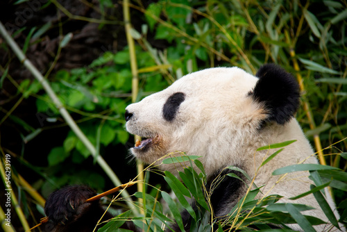 Giant Panda. Panda Bear. Ailuropoda melanoleuca. © Lucie
