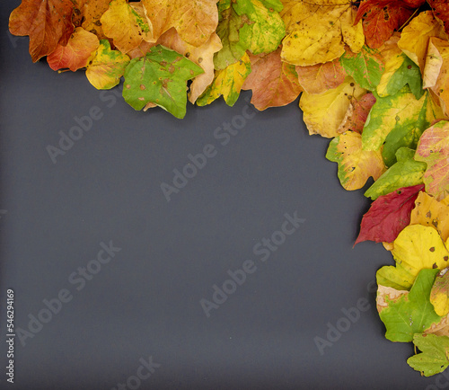 Maple frame