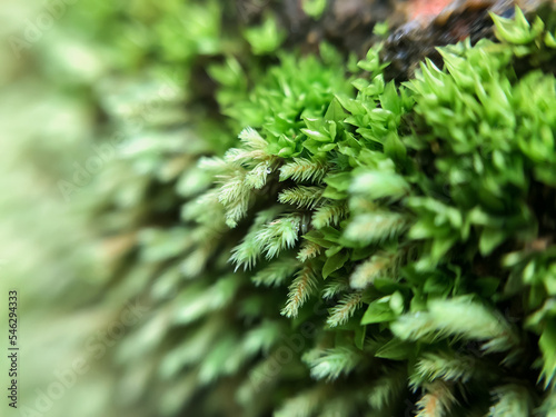 Beautiful moss in tropical rain forest
