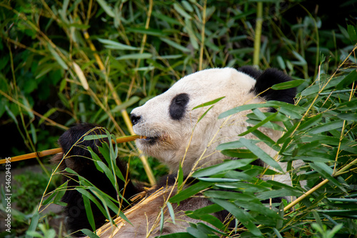 Eating Giant Panda. Panda Bear. Ailuropoda melanoleuca. © Lucie