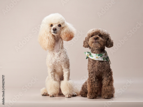two curly little poodles on a beige background. Portrait of a happy pet in the studio