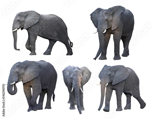 african elephant in different pose.