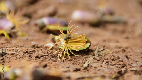 apis mellifera,  Honeybees suck up the nectar of yellow flowers that have fallen to the ground. photo