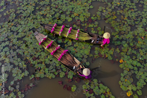Water lily harvesting in southern Vietnam