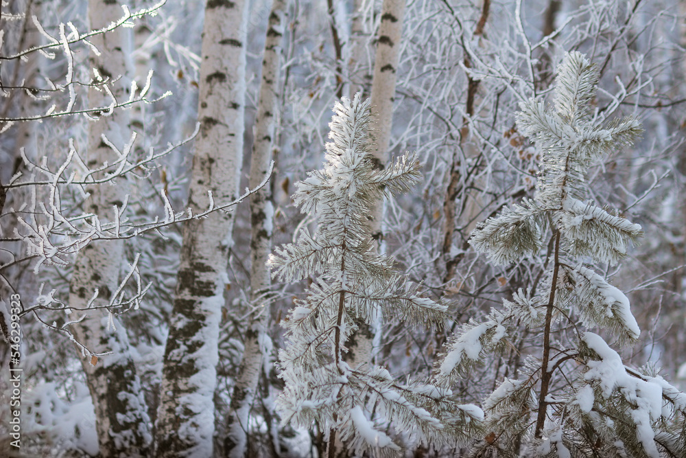 frost on window frost on window