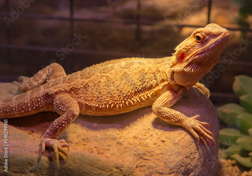 Bearded Dragon. Australian dragon lizard.
 A lizard with a neck pouch that swells and darkens in case of danger. A large agama from Australia has excellent hearing and vision. Despite its 