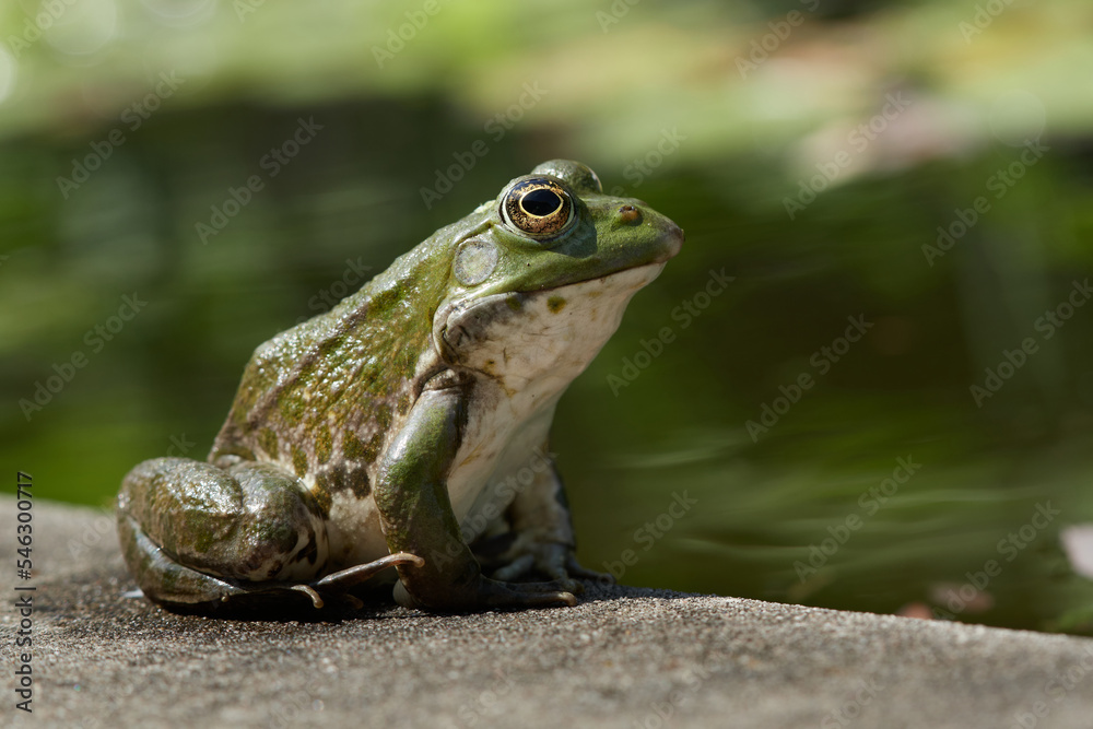 Fototapeta premium Der Froschkönig