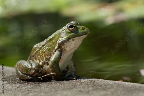 Der Froschkönig © Angi K.