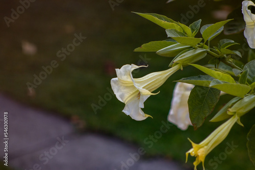 Fotografie Beautiful brugmansia flowers