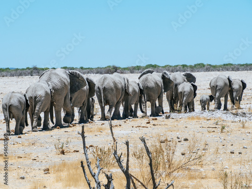 Herd of Elephants walking trough the Etosha National Park in Namibia © Anna