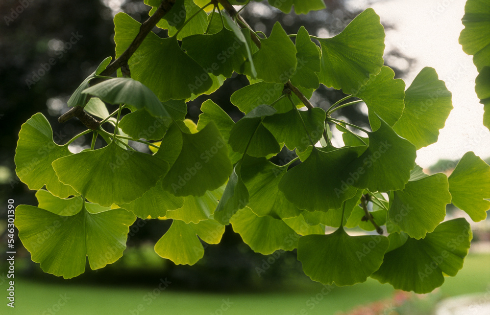 Arbre aux abricots d'argent; Arbre aux quarante écus; Ginkgo biloba; Arbre aux abricots d'argent; Arbre aux quarante écus; Ginkgo biloba;