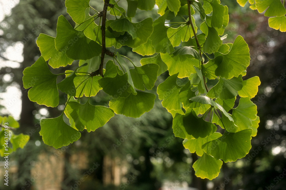 Arbre aux abricots d'argent; Arbre aux quarante écus; Ginkgo biloba; Arbre aux abricots d'argent; Arbre aux quarante écus; Ginkgo biloba;