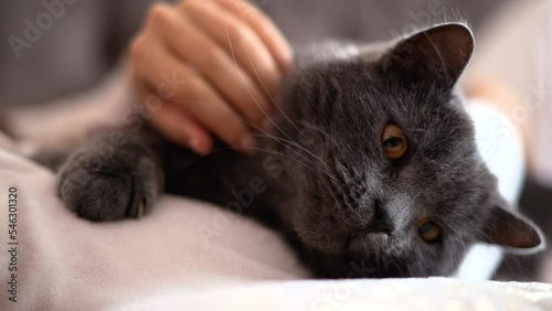 Woman caressing a sleepy british fold cat with orange eyes