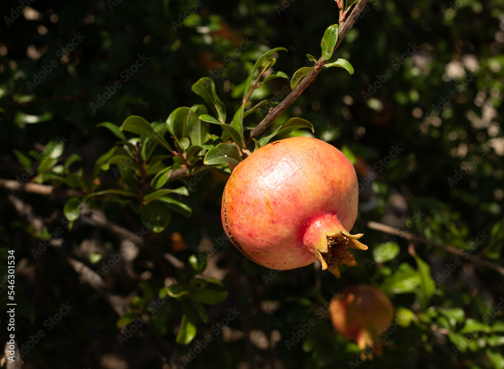 pomegranate fruit on tree