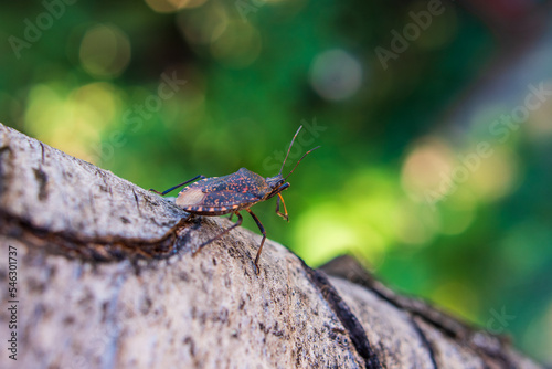 bug on a tree © Mileta