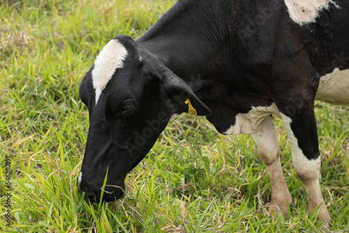 Beautiful holstein cow eating grass in a pasture on a farm in the countryside of Minas Gerais, Brazil - Linda vaca holandesa comendo grama na fazenda, interior de Minas Gerais, Brasil © PedroJanoti
