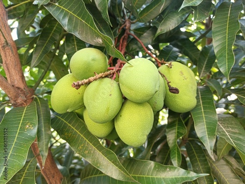 
Cluster of green mangoes surrounded by long leaves