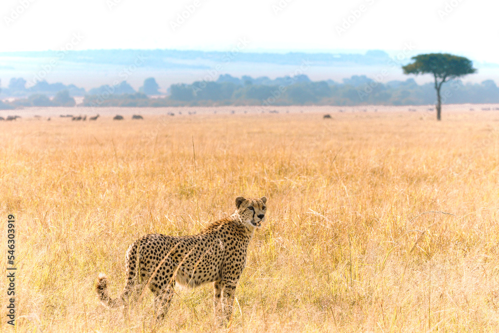 Cheetah in Maasai Mara, Kenya Cheetah in Maasai Mara, Kenya