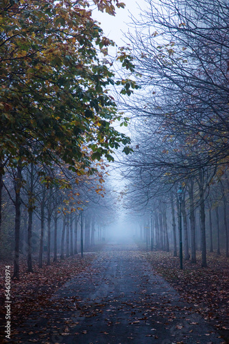 tree alley in the mist 