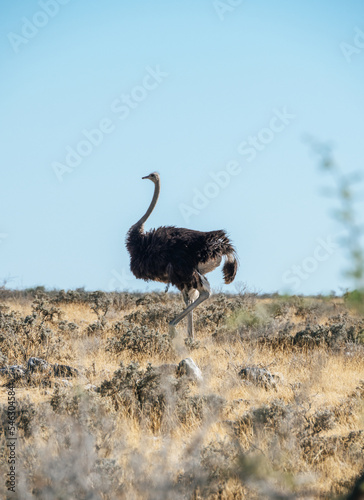 Ostrich walking through the Savanna of Etosha National Park in Namibia Fototapeta