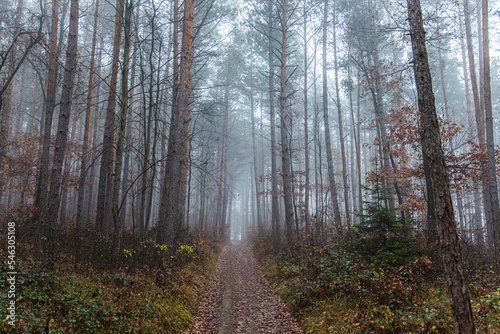 autumn forest in the mist