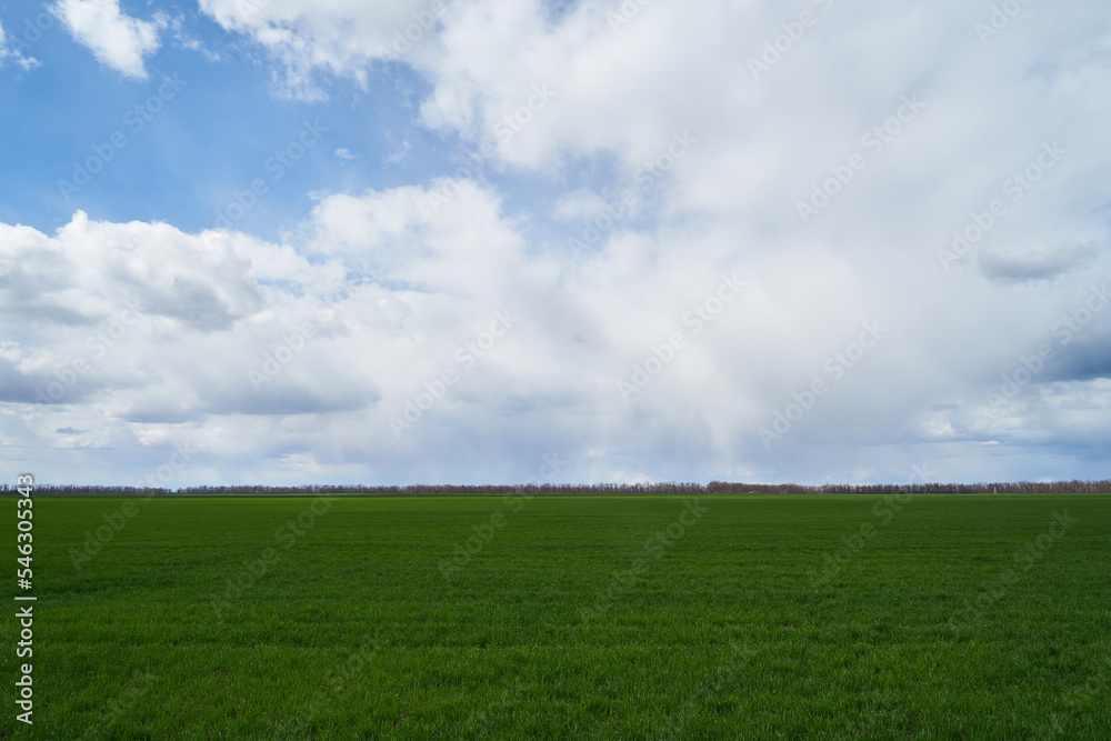 Image of a field of young wheat. Image of a field of young wheat.