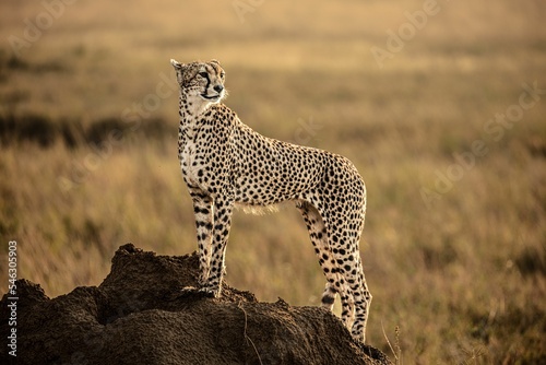 Selective focus of a Northwest African cheetah on top of a rock in a farmland