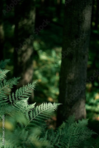 Background with natural ferns. Fern close-up in the forest. Concept of mysterious woods. Natural background and wallpaper. Beautiful green fern leaves in the forest.