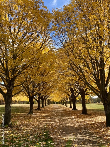 row of autumn trees in the park