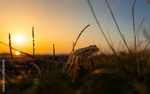 Beautiful shot of a Toad on the grass with sunset in the background