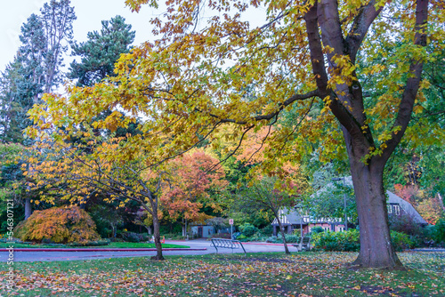 Autmn Park Trees Scene 3