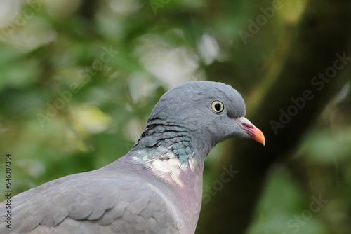 Closeup shot of a pigeon in its natural habitat
