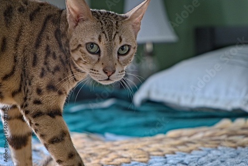Canvas Print Selective focus of an adorable Ocicat standing on a bed