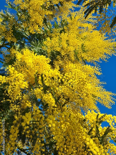 Mimosa blooming