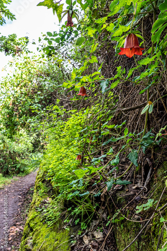 Los tilos de Moya, the last Laurisilva forest of Gran Canaria, located at the Rural Park of Doramas, Spain photo