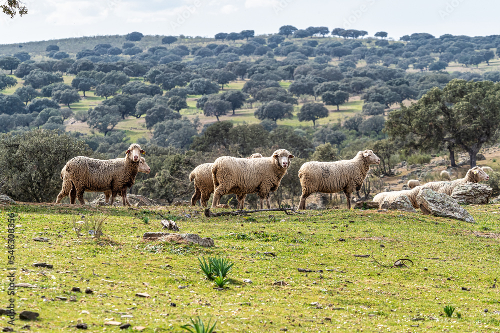Sheeps grazing on a green meadow at Membrio, Extremadura in Spain Sheeps grazing on a green meadow at Membrio, Extremadura in Spain