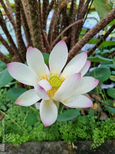 Beautiful white Lotus on a natural green background
