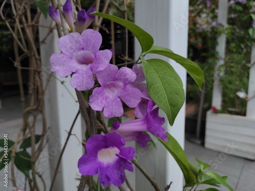 Mansoa alliacea, or garlic vine, is a species of tropical liana in the family Bignoniaceae. photo