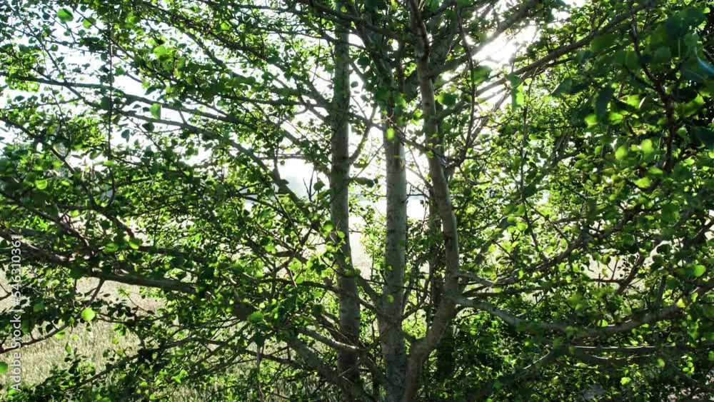 Looking at the sun through a green tree while rising up over a rural landscape. Sun shines through leaves, aerial drone footage. High quality 4k footage Looking at the sun through a green tree while rising up over a rural landscape. Sun shines through leaves, aerial drone footage. High quality 4k footage