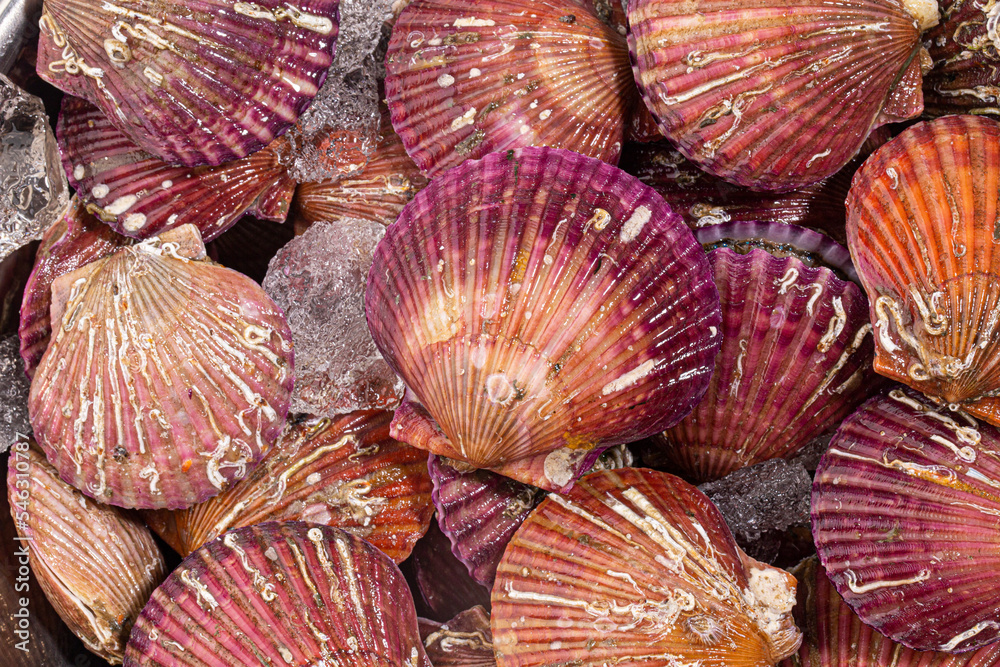 stacked live red scallop shells stacked live red scallop shells