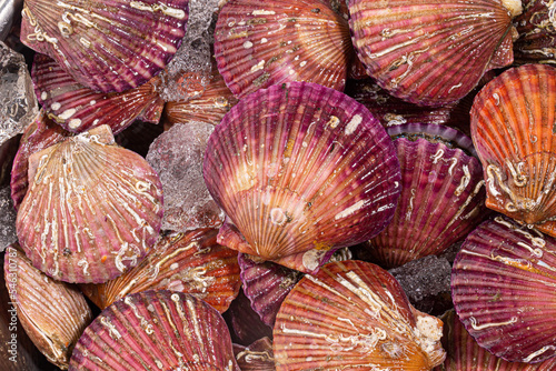 stacked live red scallop shells
