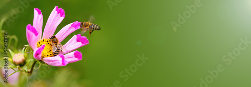 Bee and flower. Close-up of a large striped bee flying on a pink flower and to collect pollen and honey. Macro horizontal photography. Banner