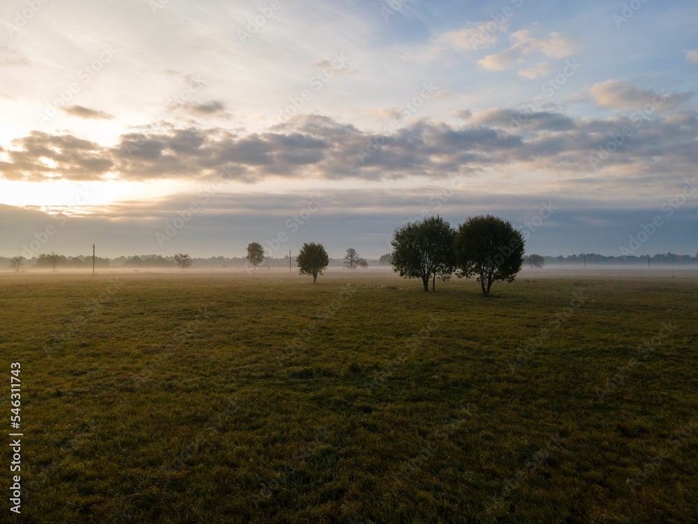 Scenic shot of trees in a foggy grass field under a cloudy morning sky Scenic shot of trees in a foggy grass field under a cloudy morning sky