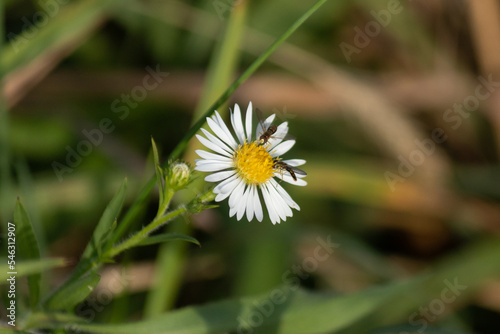 Love the look of this tiny bee in this little flower. This is a picture of a brown-winged sweat bee in an aster. The pretty insect inside this wildflower is helping to pollinate.